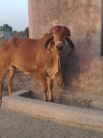 ગીર હોળકી વેચવાની છે