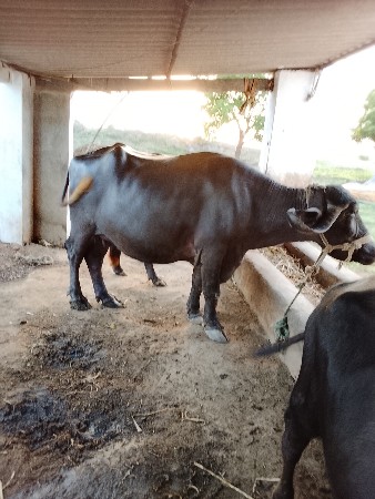 રામભાઈ ડેર