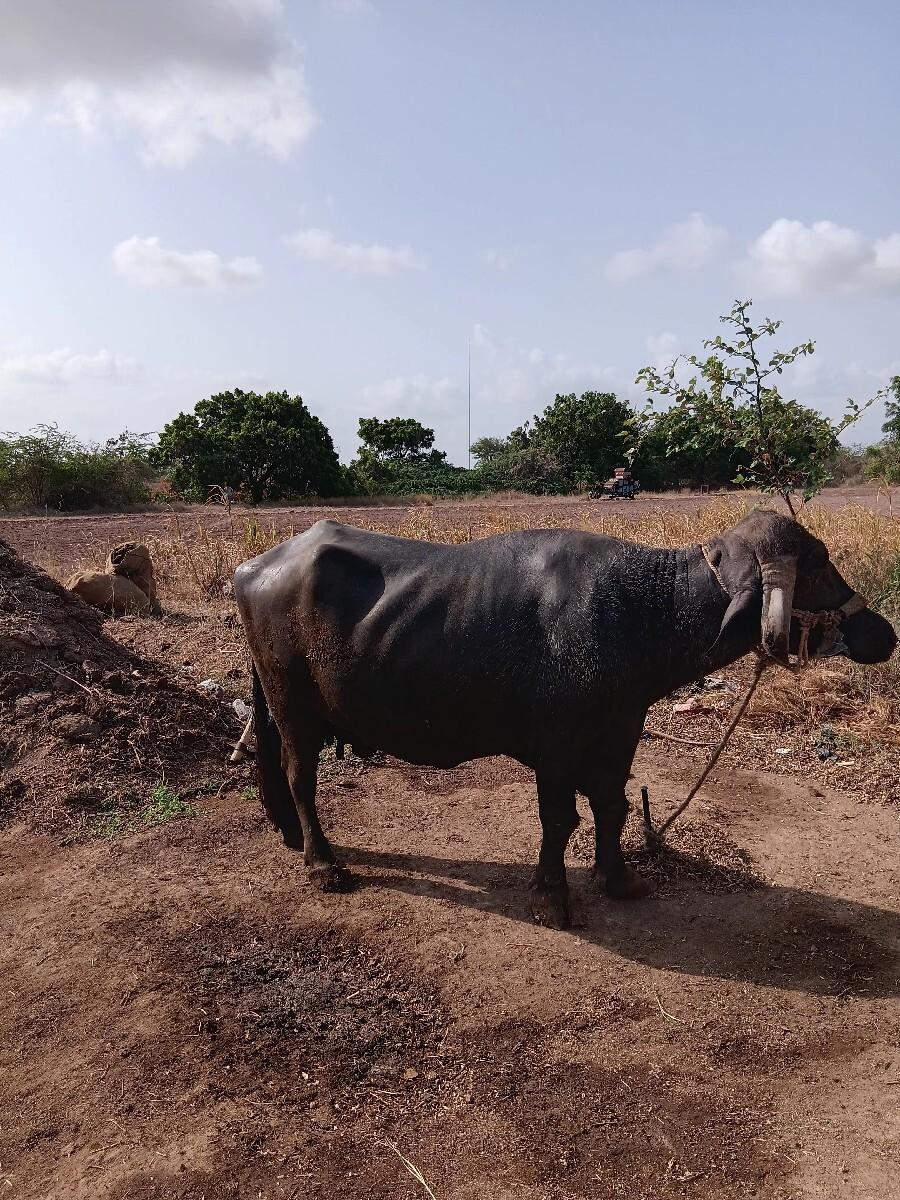 bhes vechvani se