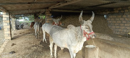 ગોઢલા