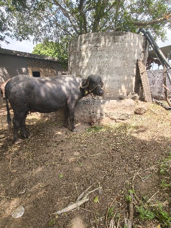 ખડેલી વેચવાની છે