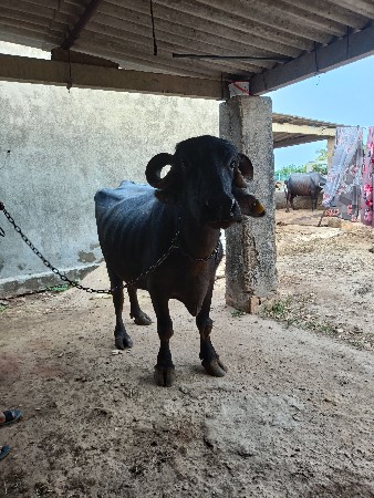 ભેંશ વેચવાની છે