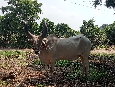 બળદ વેચવાનો છે