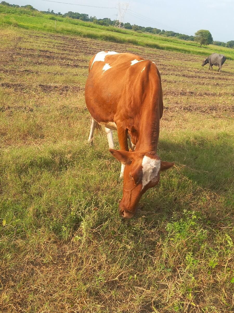 જર્સી ઓડકી