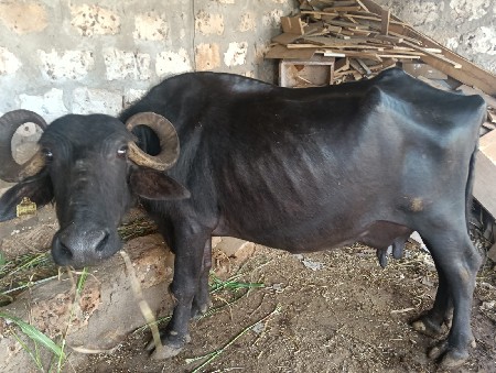 3 વેતર ભેશ વેચવાની છે