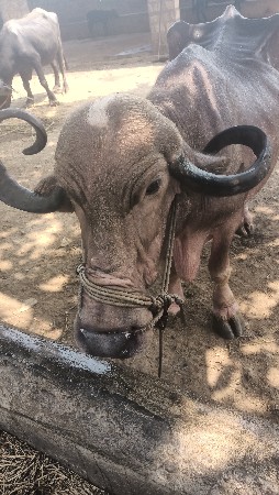 ભેંસ વેચવાની છે
