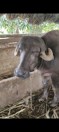 કુંઢી એક બ્રાન્ડ