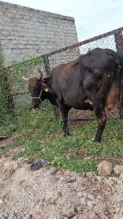વેચવાની છે