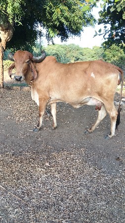 ગાય વેચવાની છે