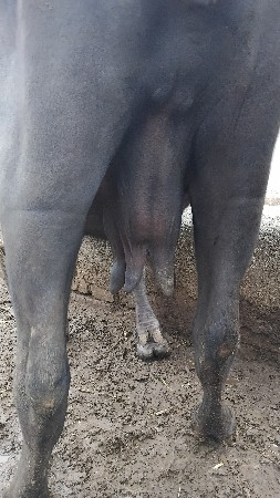 ત્રીજુ  વેતર