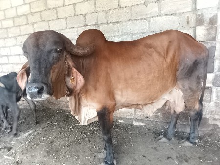 ગાય વેચવાની છે