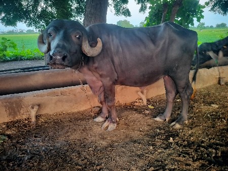જાફરાબાદી ખડેલી વેચવાની છે