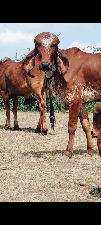 વાછડી વેચવાની છે