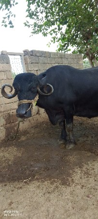 ભેંસ વેચવાની છે
