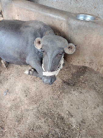 ખળેલી વેચવાની છે