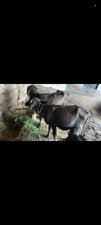 બે પાડી યુ વેચવાની છે