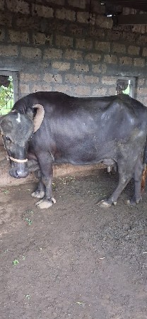 ભેંસ