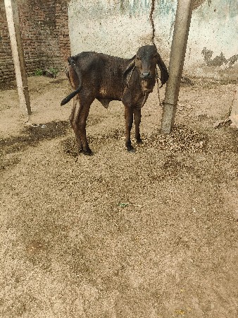 ગીર બ્લેક આખી કાળી વાછરડી