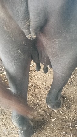 ભેંસ વેવાની છે તીજું વેતર