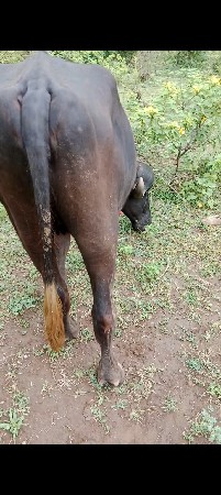 વેચવાની છે બે ખડિયો