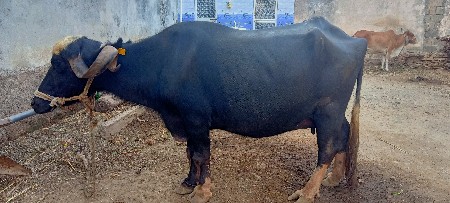 આ ભેંસ વેચવાની છે