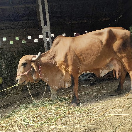 આ ગાય વેચવાની છે