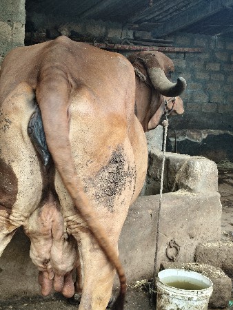 ભાવનગરી ગાય વેચવાની સે