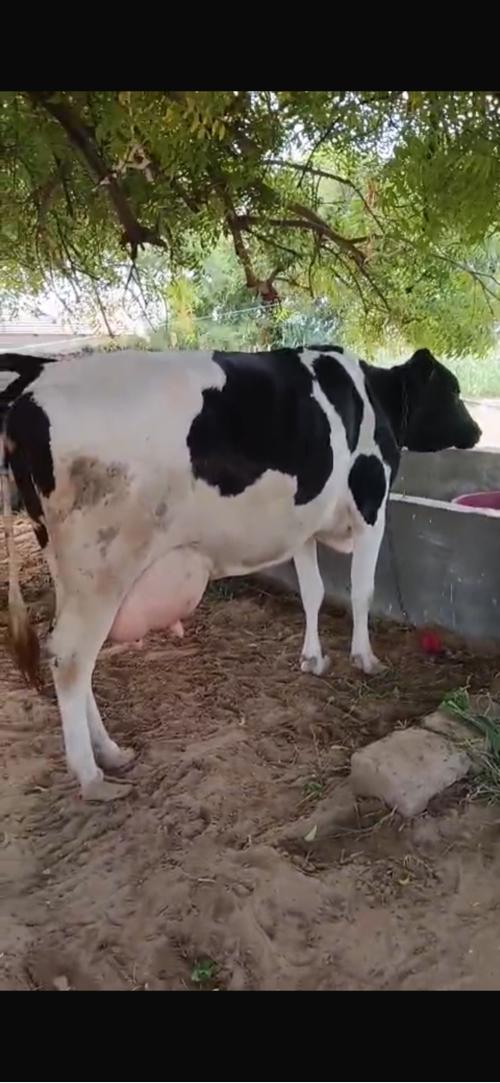 2 ગાય છે