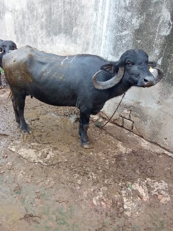 ભેંસ વેચવાની છે