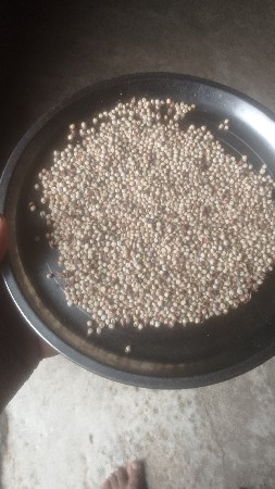 જુવાર