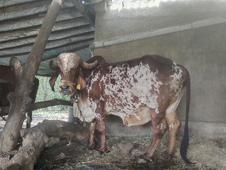 વધારે માહિતી માટે ફોન કરવો