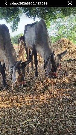 ગોઢલા વેચવાના છે