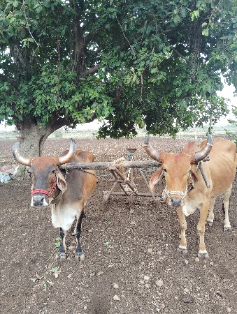 3 વાવણી વાવેલ ટોટલ જવાબ દારી