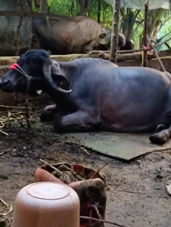 ભેંસ વેચવાની છે