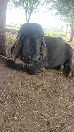 ભેંસ વેચવાની છે