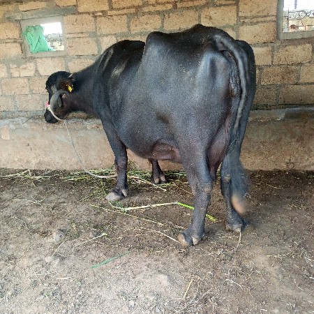 ભેંસ વેસાવા નીચે..3વેતર