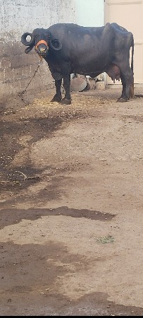 3વેતર વીયાસે