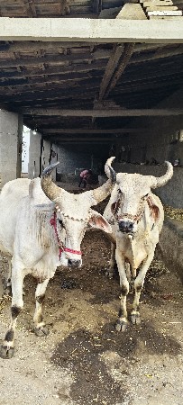 બધા માં ફૂલ હાલતા