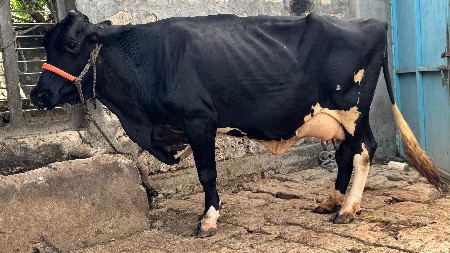 hf ક્રોસ ગાય