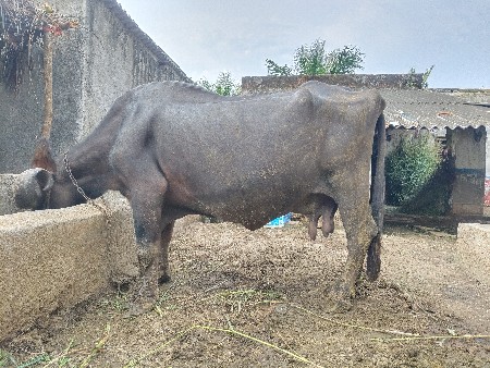 પાસાભાય