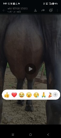 ગાય કોસ જરસી બીજું વેતાર