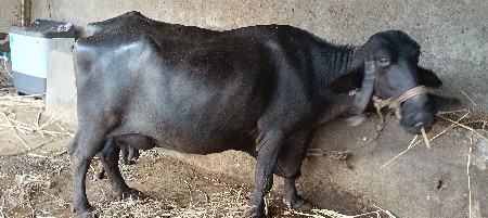 ભેંસ વેચવાની છે