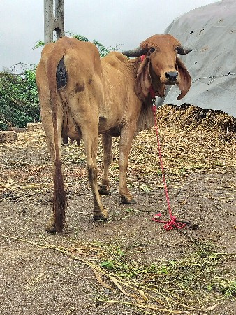 ગિર ગાય દેવાનિછે