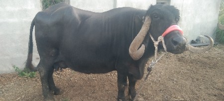 ભૈસ વેશવા ની છે.