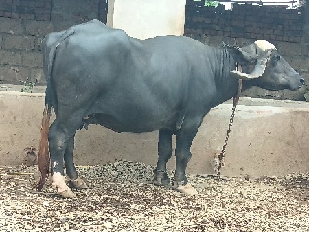 નંવ 
મયના નો ગાભ છે
