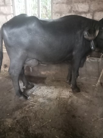 ભેંસ વેસવાંની છે