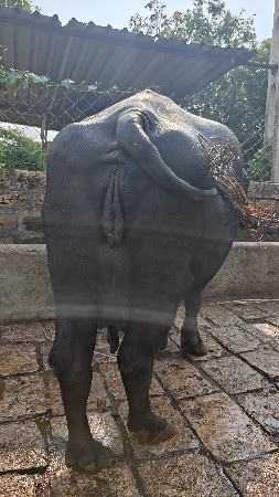 ભેંસ વેચ વાની છે