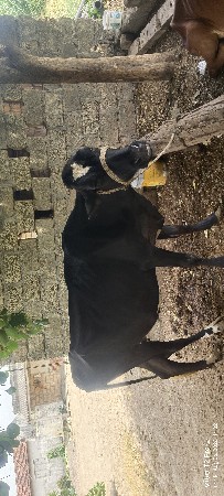 hf ગાય વેચવાની છે