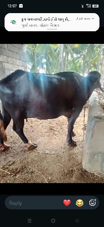 ભેંસ વેચવાની છે બીજું વેતર