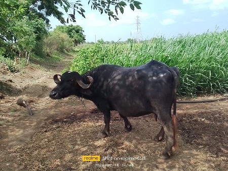 બધીજવાબદારીરૈશે